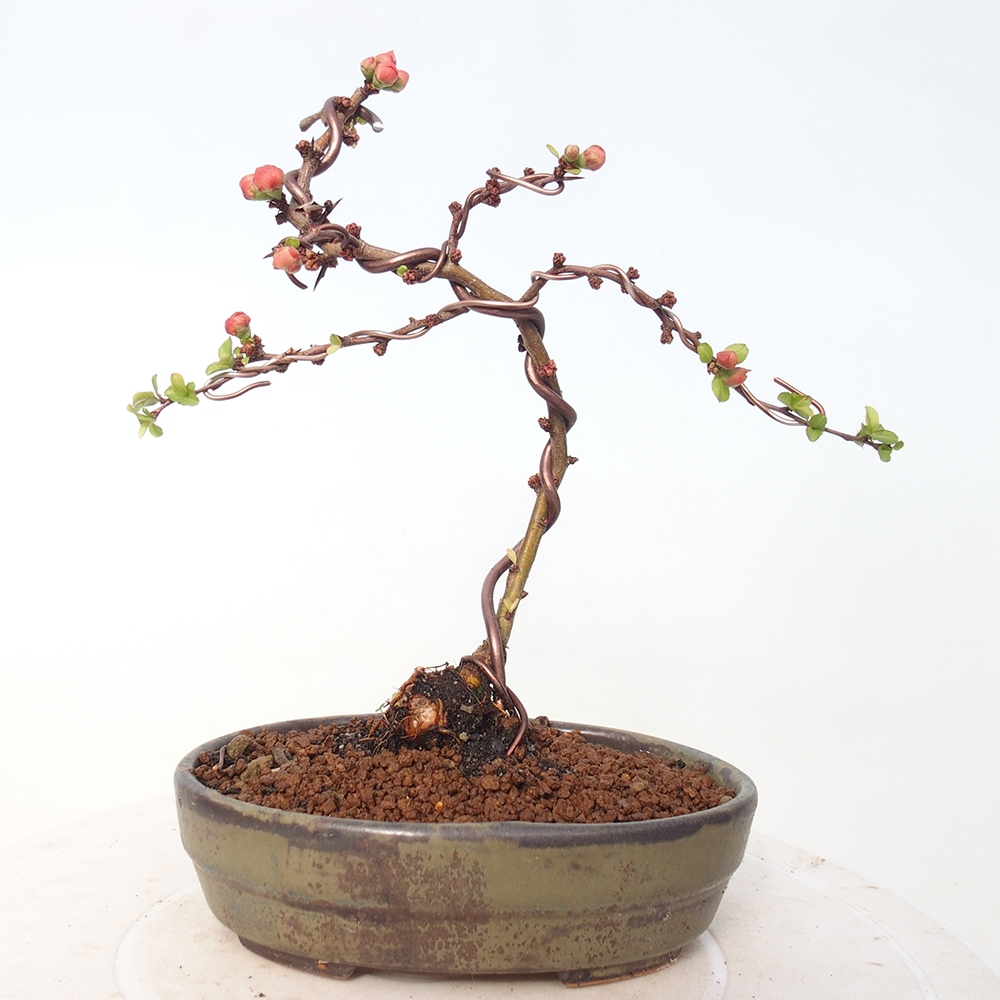 Bonsai für draußen - Chaneomeles s. Red Joy - Quitte