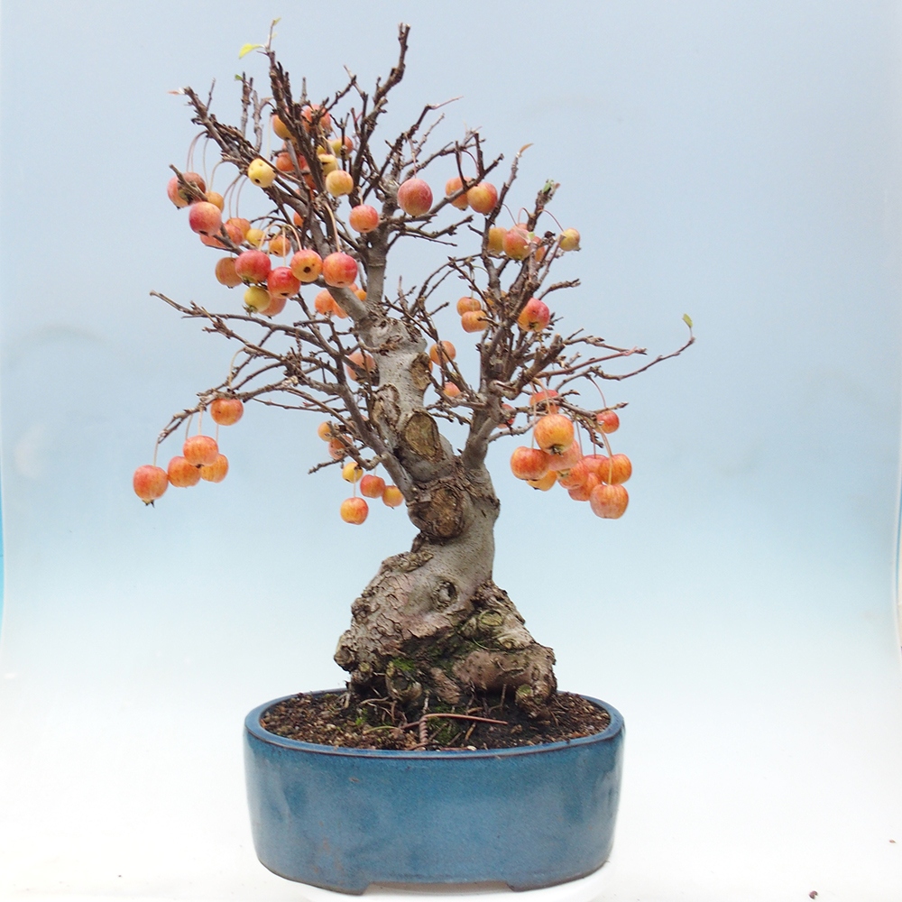 Bonsai im Freien - Malus halliana - Kleinfruchtiger Apfelbaum
