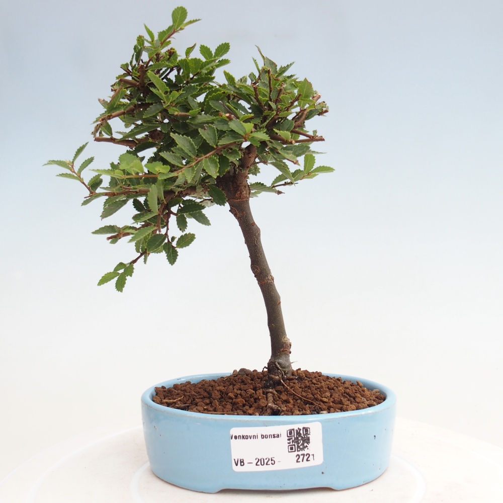 Bonsai im Freien - Ulmus parvifolia Sagei - Kleinblättrige Ulme
