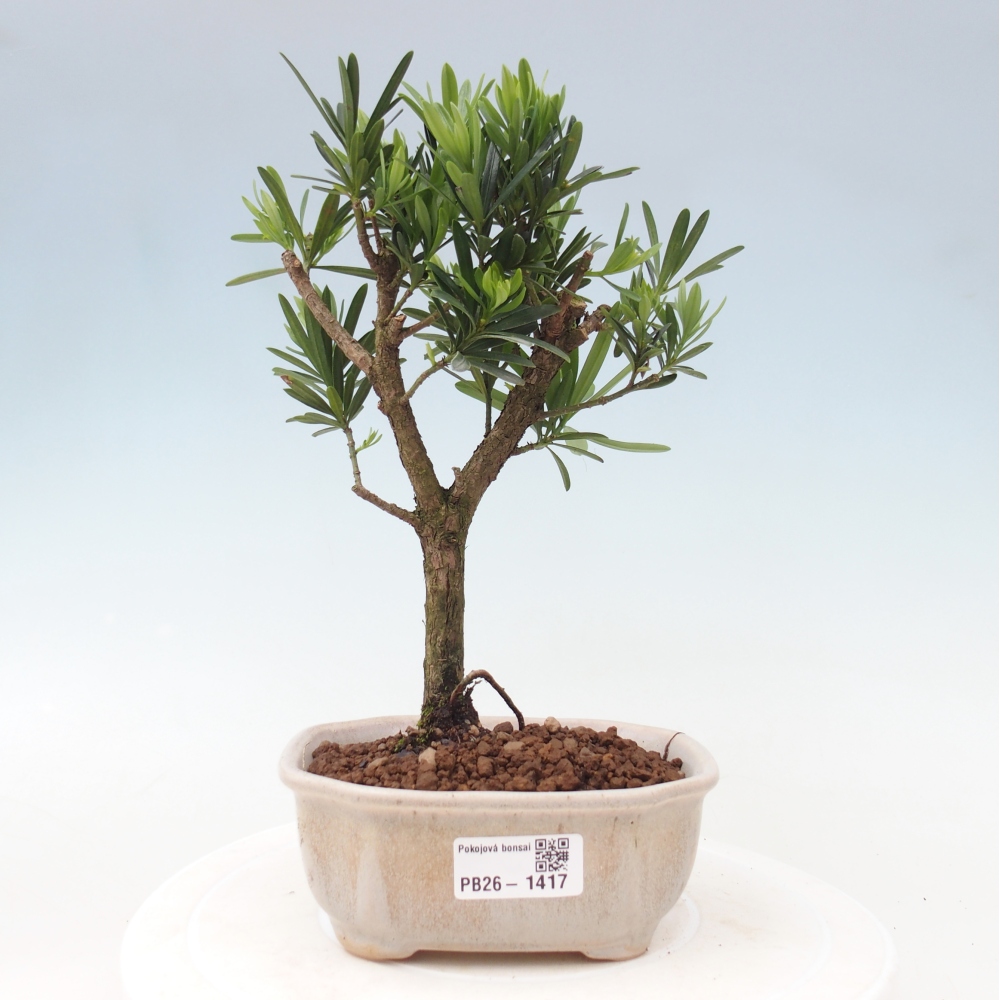 Zimmerbonsai - Podocarpus - Stein-Eibe