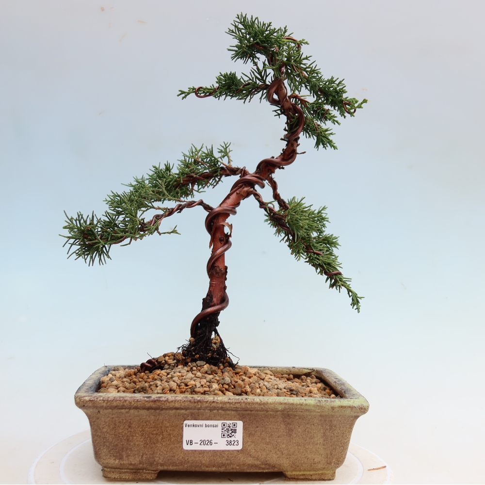 Bonsai für draußen - Juniperus chinensis Kishu