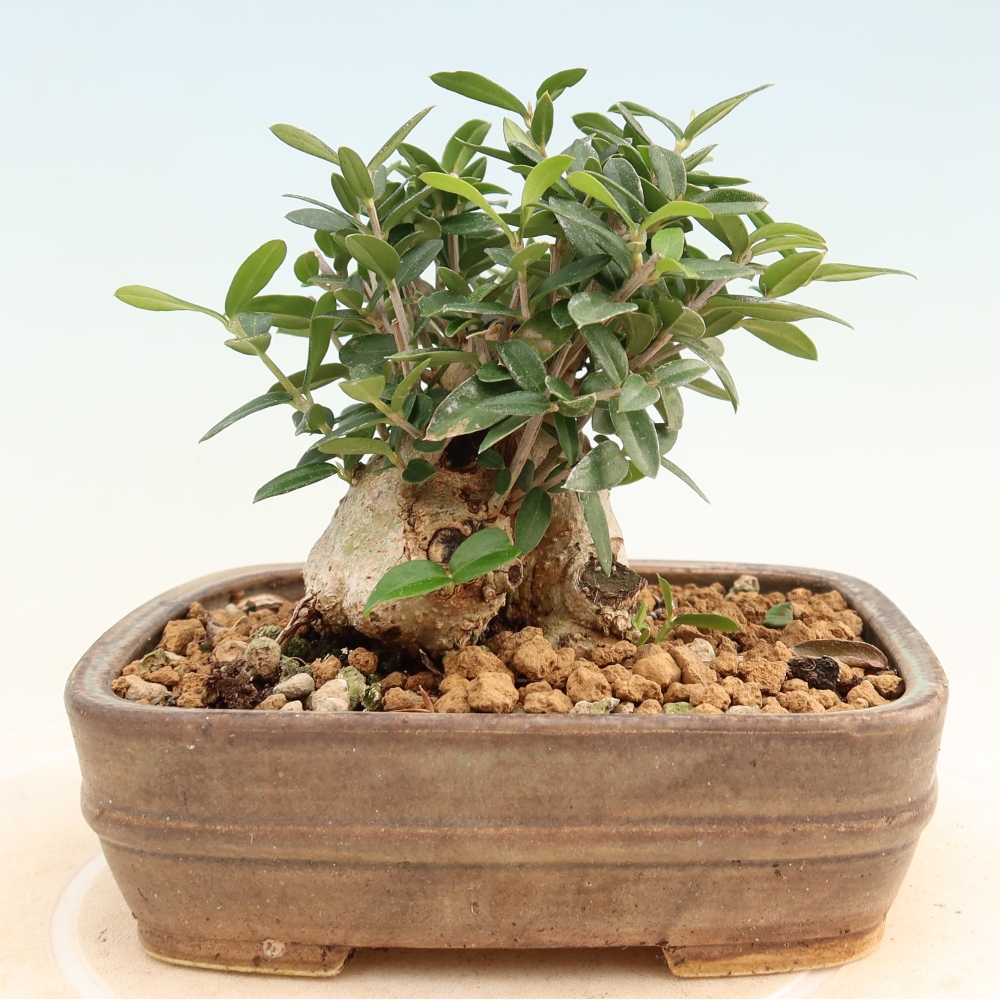 Zimmerbonsai - Olea europaea sylvestris