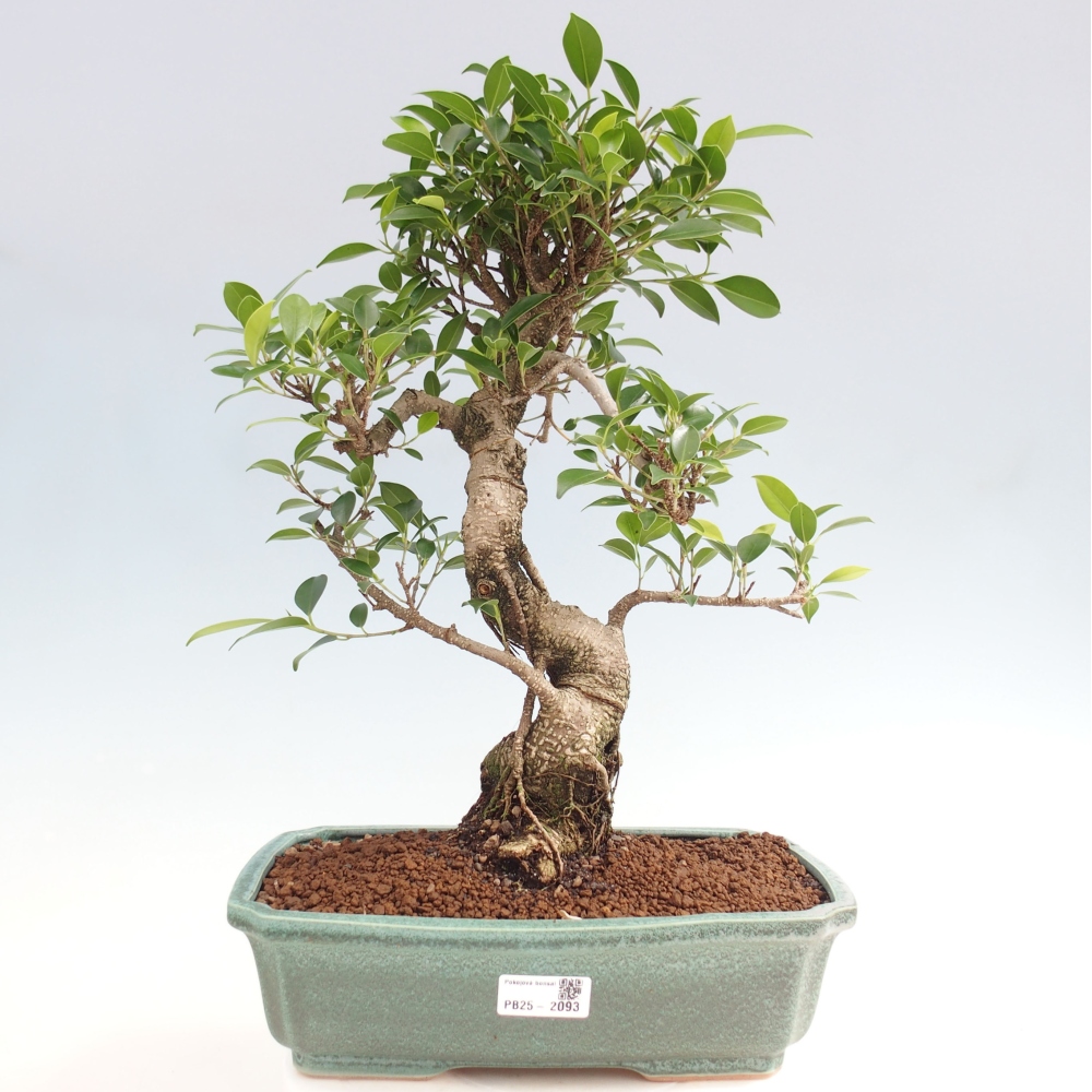 Zimmerbonsai - Ficus kimmen - kleinblättriger Ficus