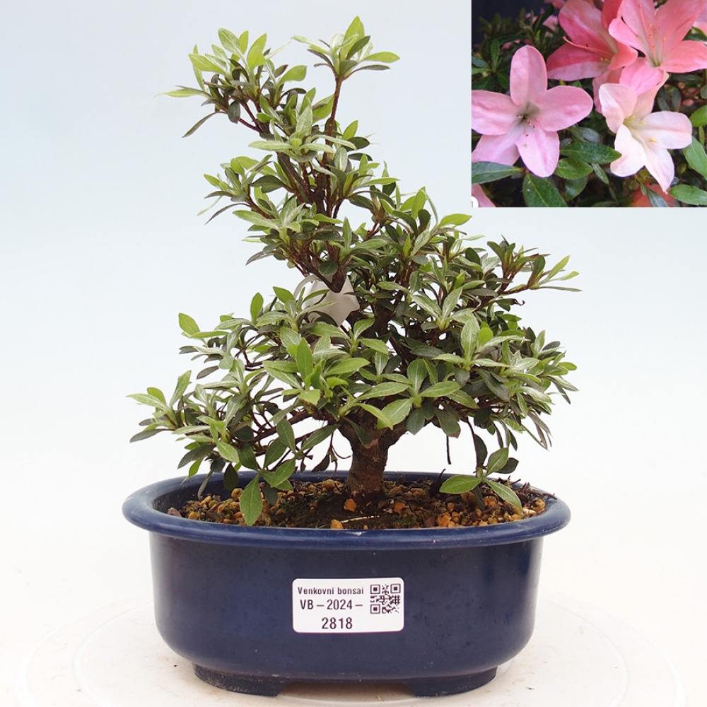 Bonsai im Freien - Japanische Azalee - Azalea Nikko