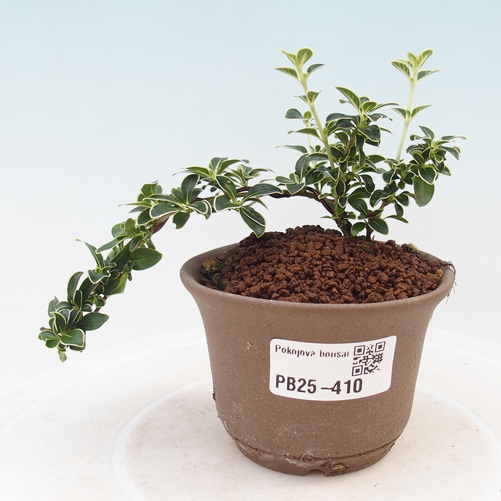 Zimmerbonsai - Serissa foetida Variegata - Baum der tausend Sterne
