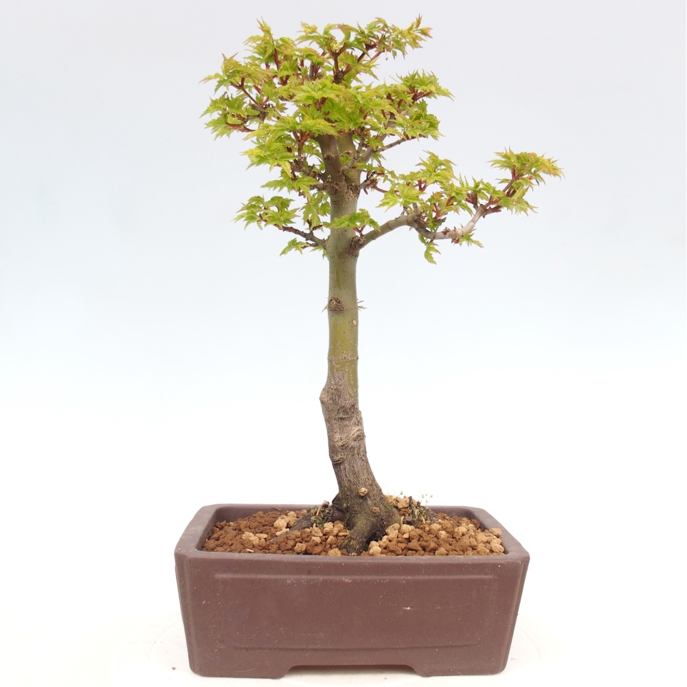 Bonsai für draußen -Javor-Palme Acer palmatum Shishigashira