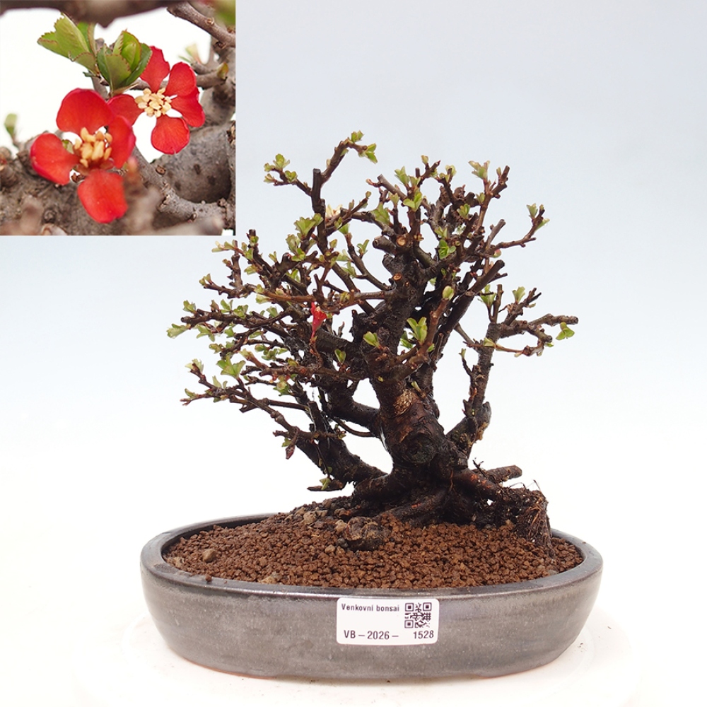 Bonsai für draußen - Chaneomeles speciosa - Quitte