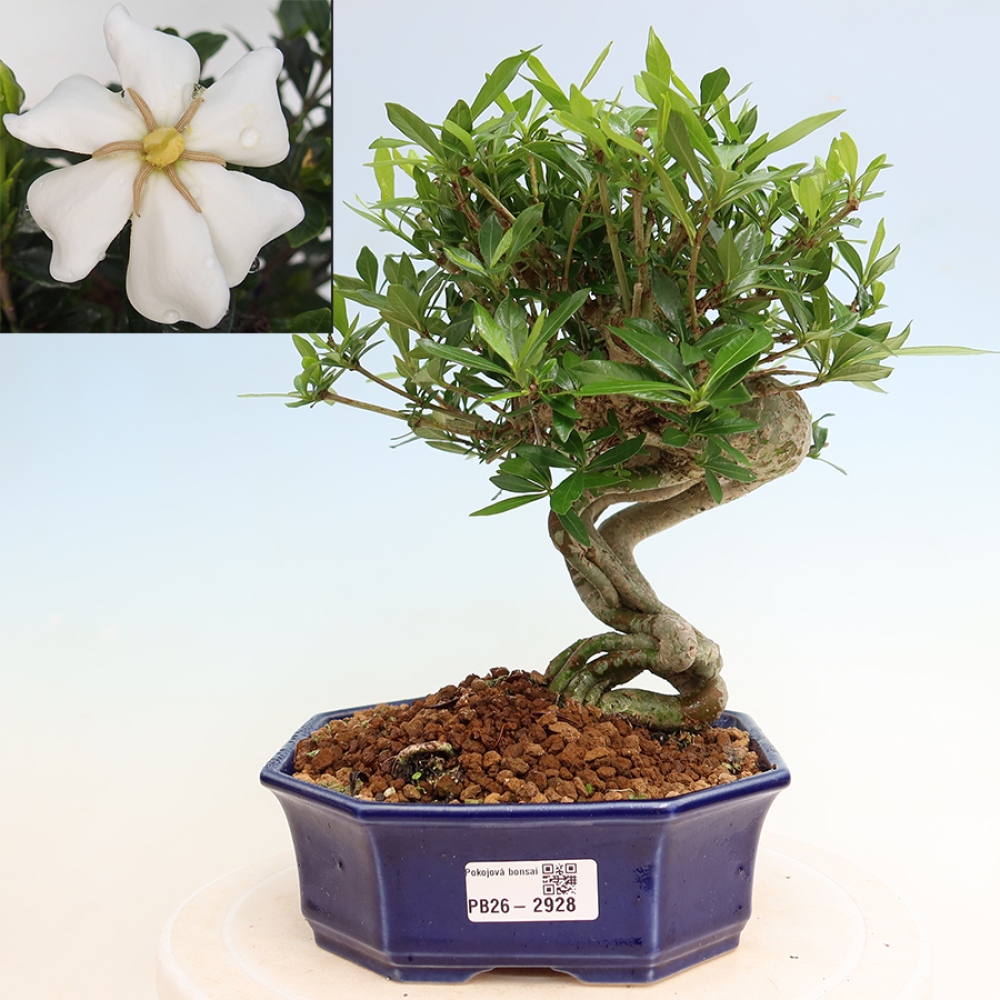 Zimmer Bonsai - Gardenia jasminoides-Gardenia
