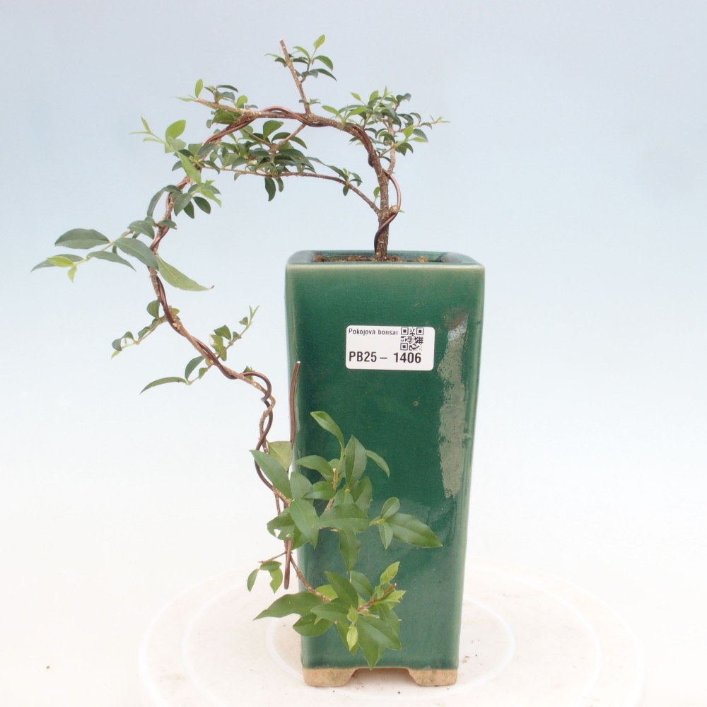 Zimmerbonsai - Malpighia coccigera - Barbdor-Kirsche