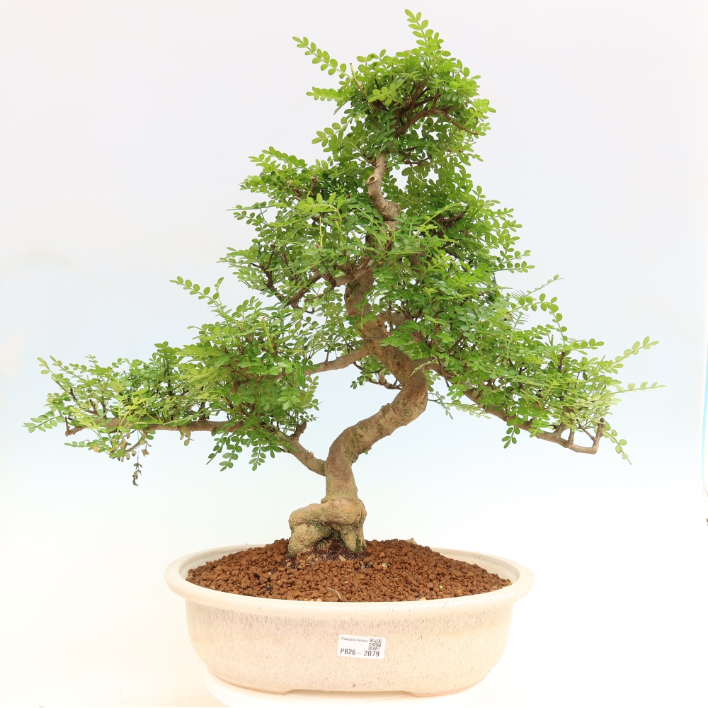 Zimmer Bonsai - Zantoxylum piperitum - Pfefferbaum