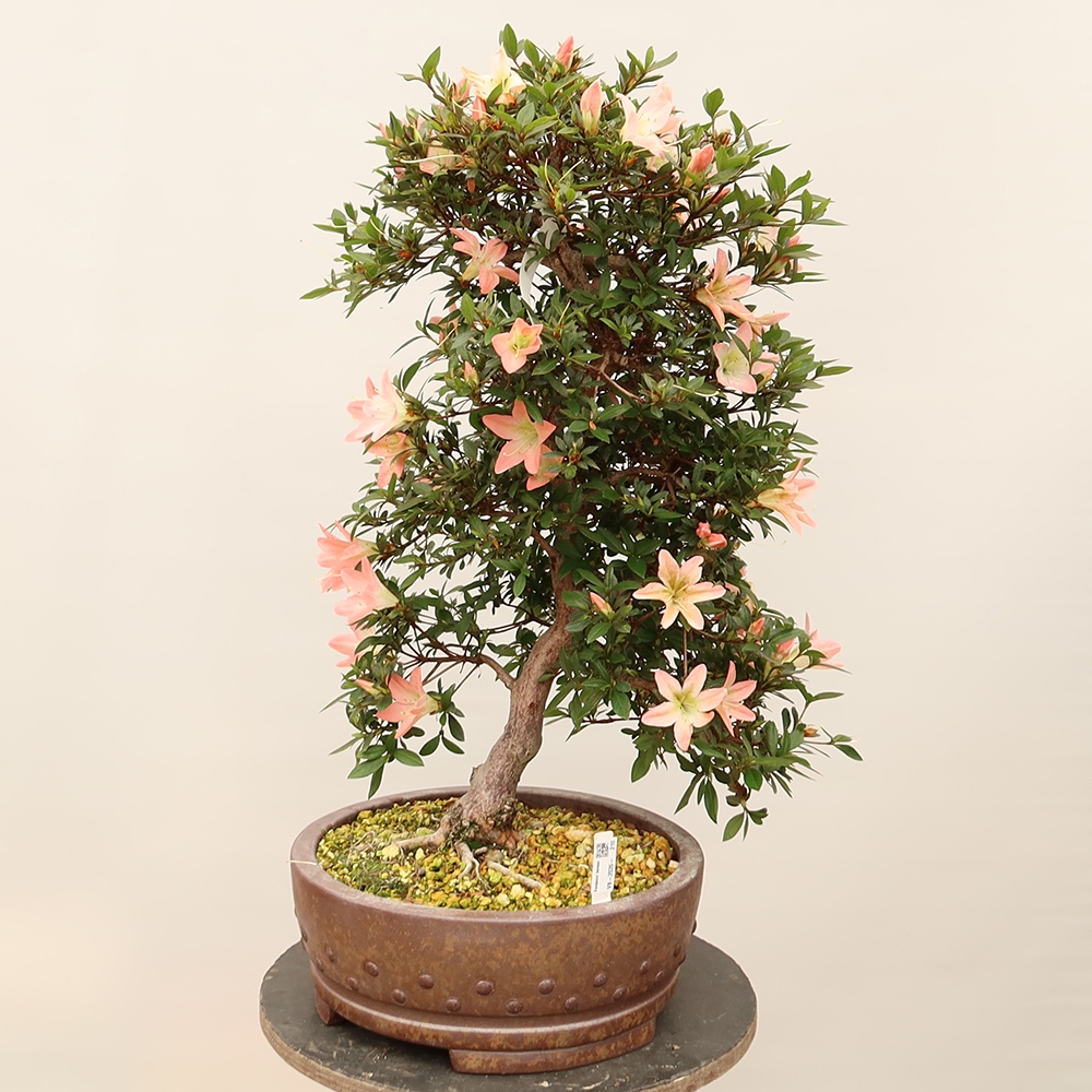 Bonsai für draußen - Japanische Azalee - Azalee CHIHIRO