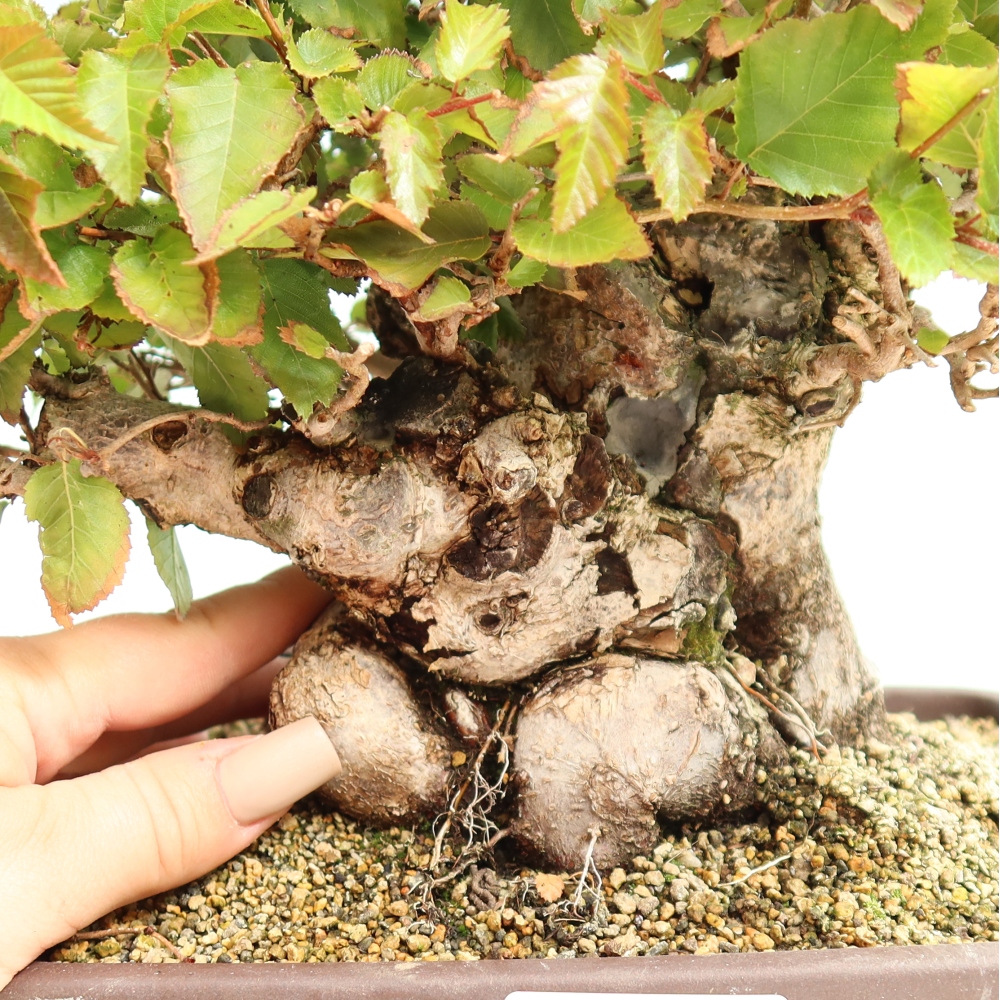 Bonsai für draußen -Carpinus CARPINOIDES - Koreanische Hainbuche