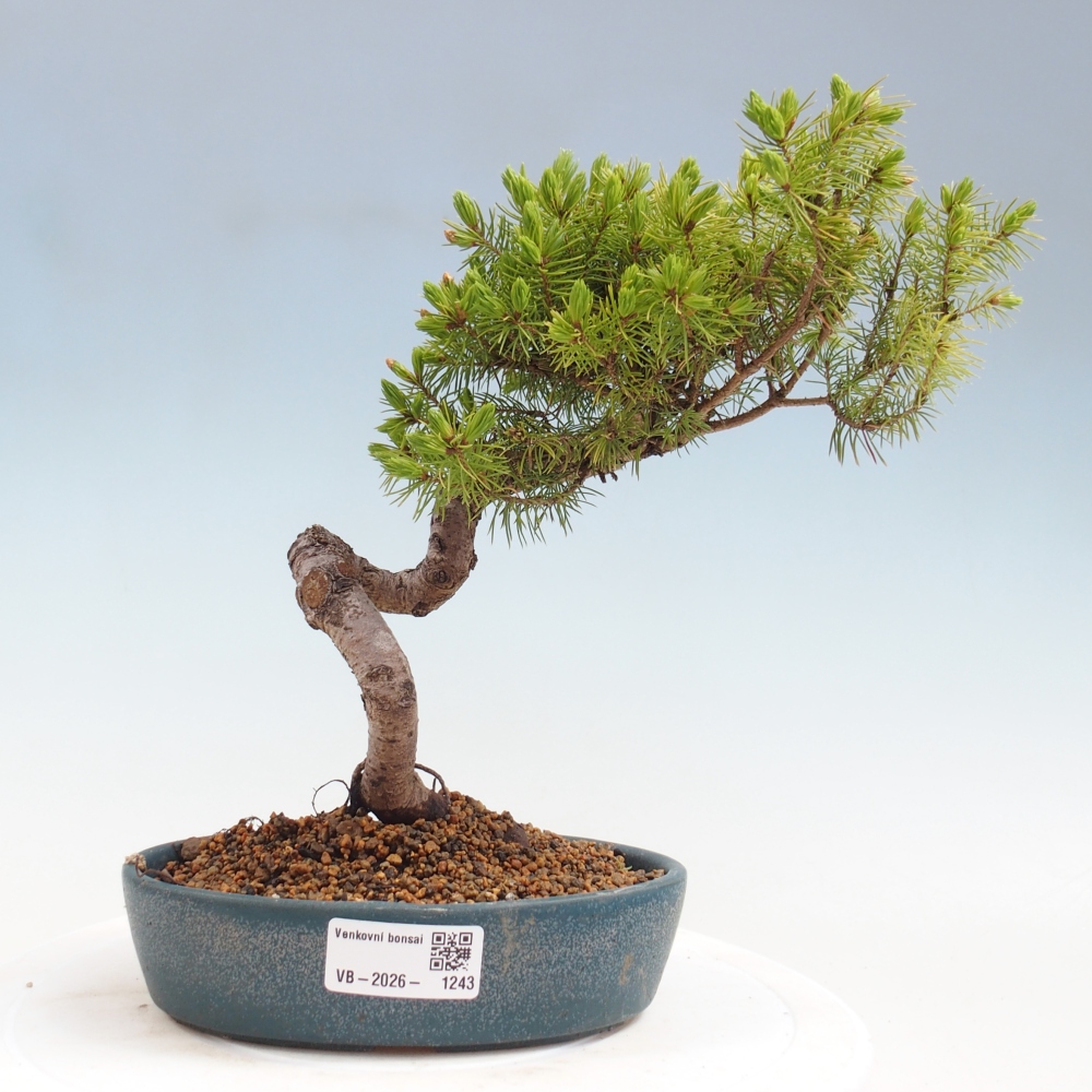 Bonsai für draußen - Fichte - Picea glauca globe
