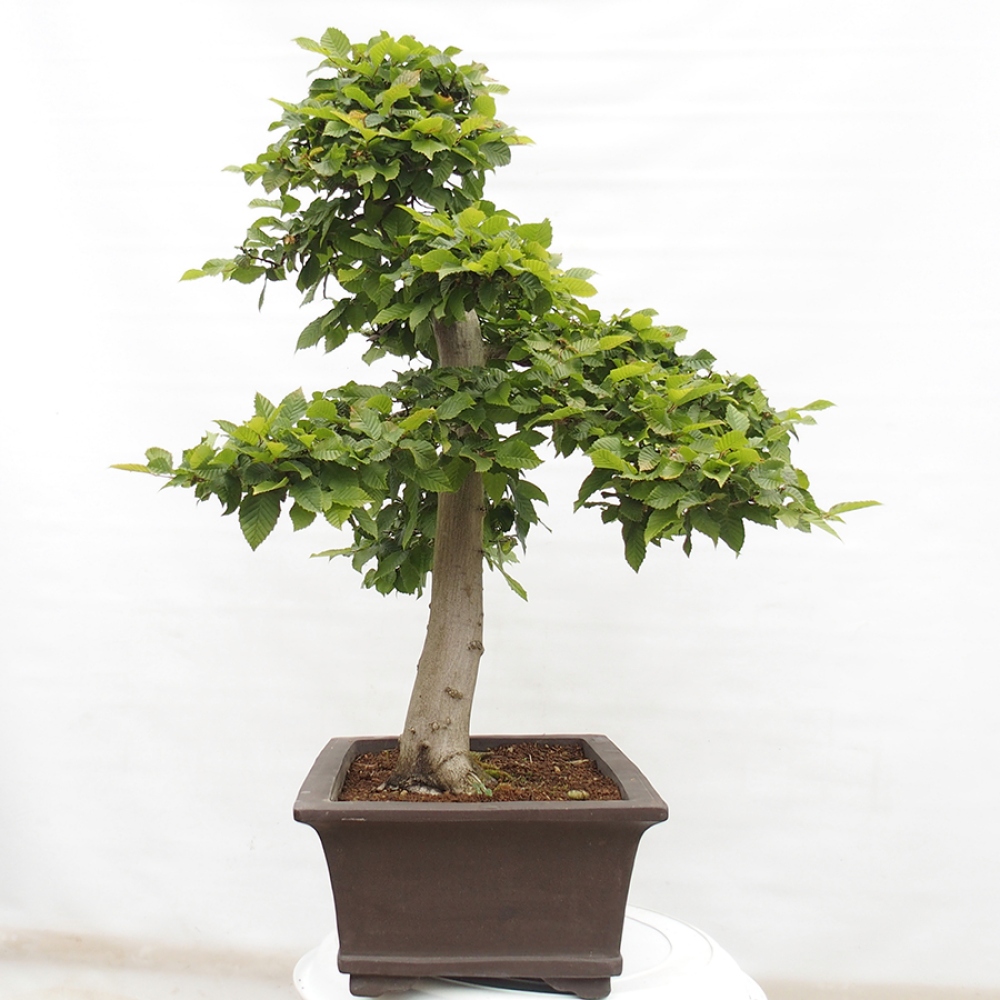 Bonsai im Freien - Hainbuche - Carpinus betulus