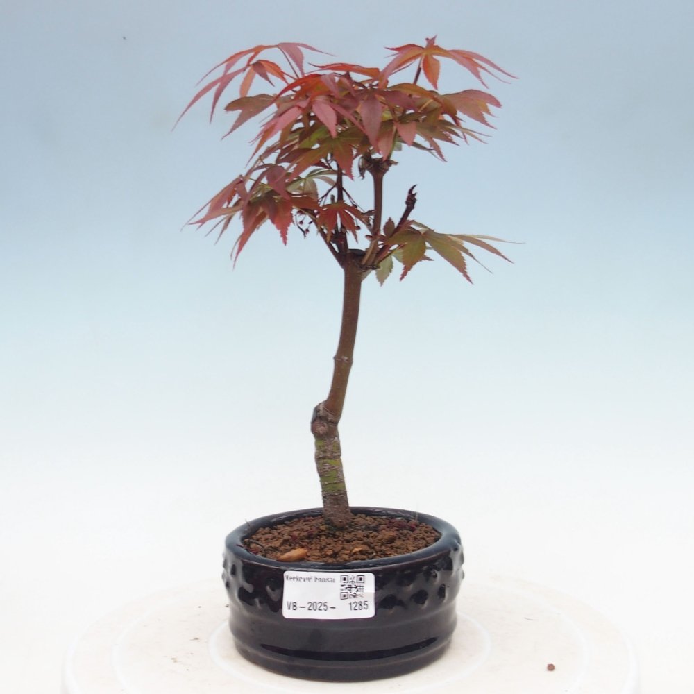 Bonsai im Freien - Acer-Palme. Atropurpureum-Palmenblatt-Ahorn