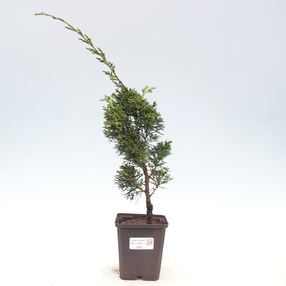 Outdoor-Bonsai - Juniperus chinensis Kishu - Chinesischer Wacholder