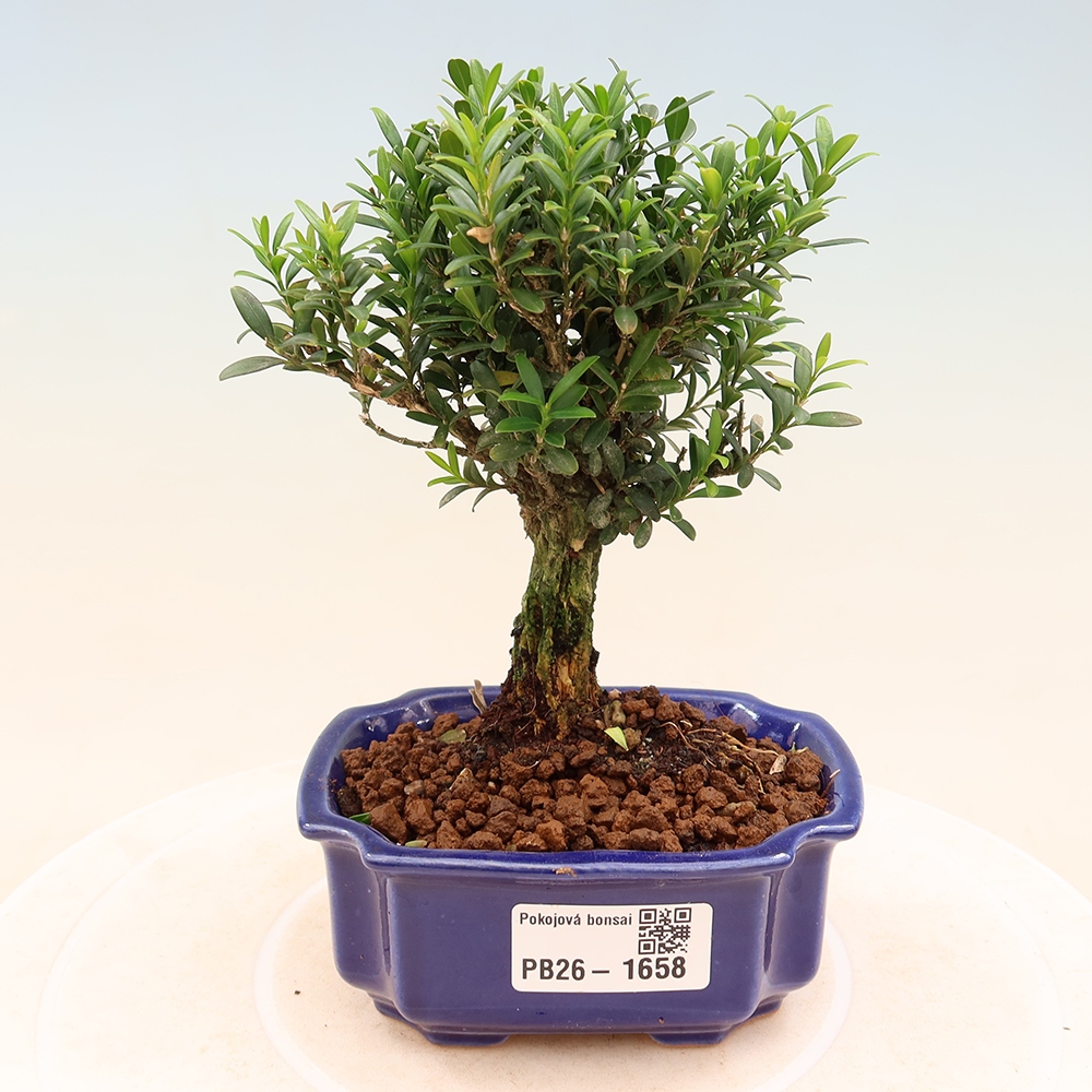 Zimmer Bonsai - Buxus harlandii - Korkbuxus
