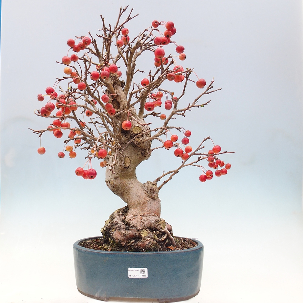Bonsai im Freien - Malus halliana - Kleinfruchtiger Apfelbaum
