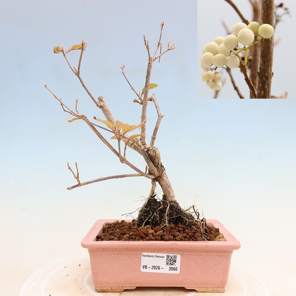 Bonsai für den Außenbereich – Callicarpa bodinieri „Snowqueen“ – Schönfrucht