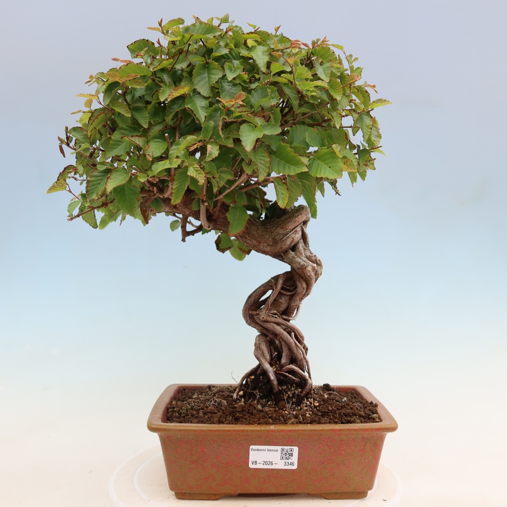 Bonsai für draußen - Karpinus Coreana - Koreanische Hainbuche