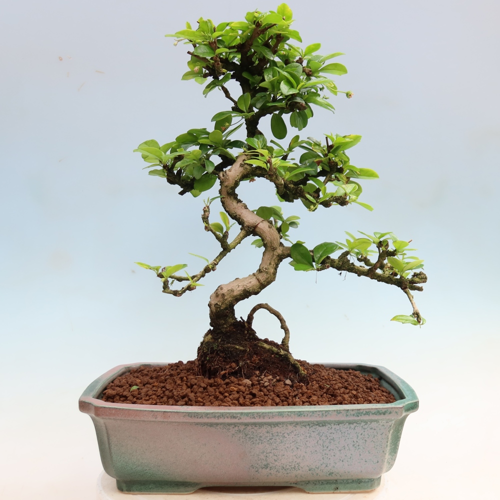 Zimmer-Bonsai - Carmona macrophylla - Tee-Fuki