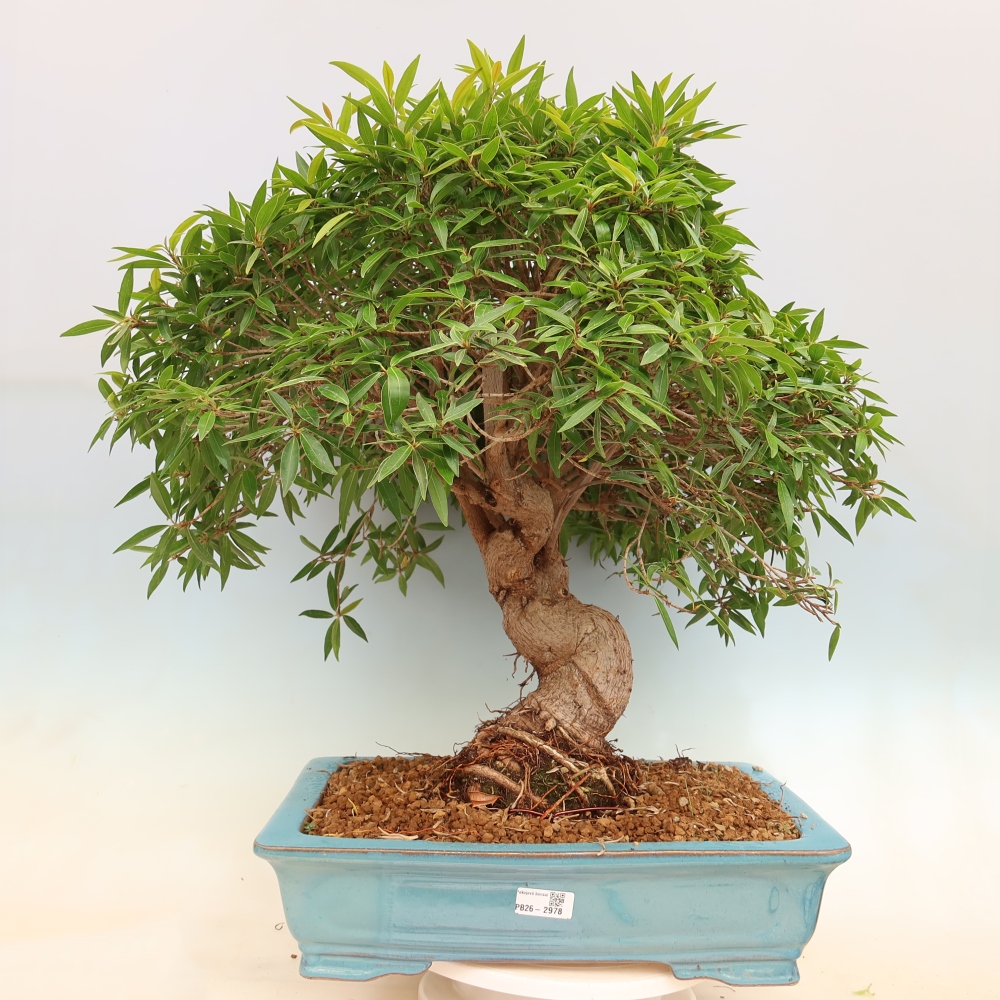 Zimmerbonsai - Ficus nerifolia - Kleinblättriger Ficus