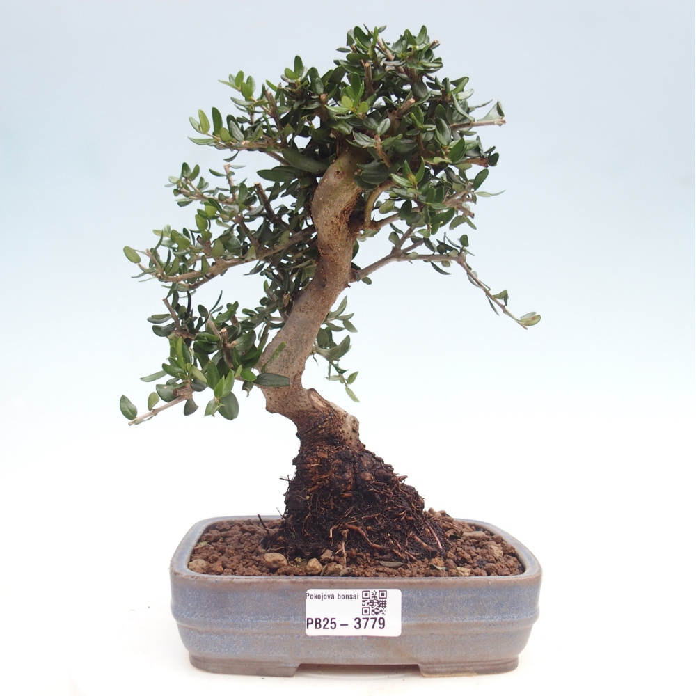 Zimmerbonsai - Olea europaea sylvestris