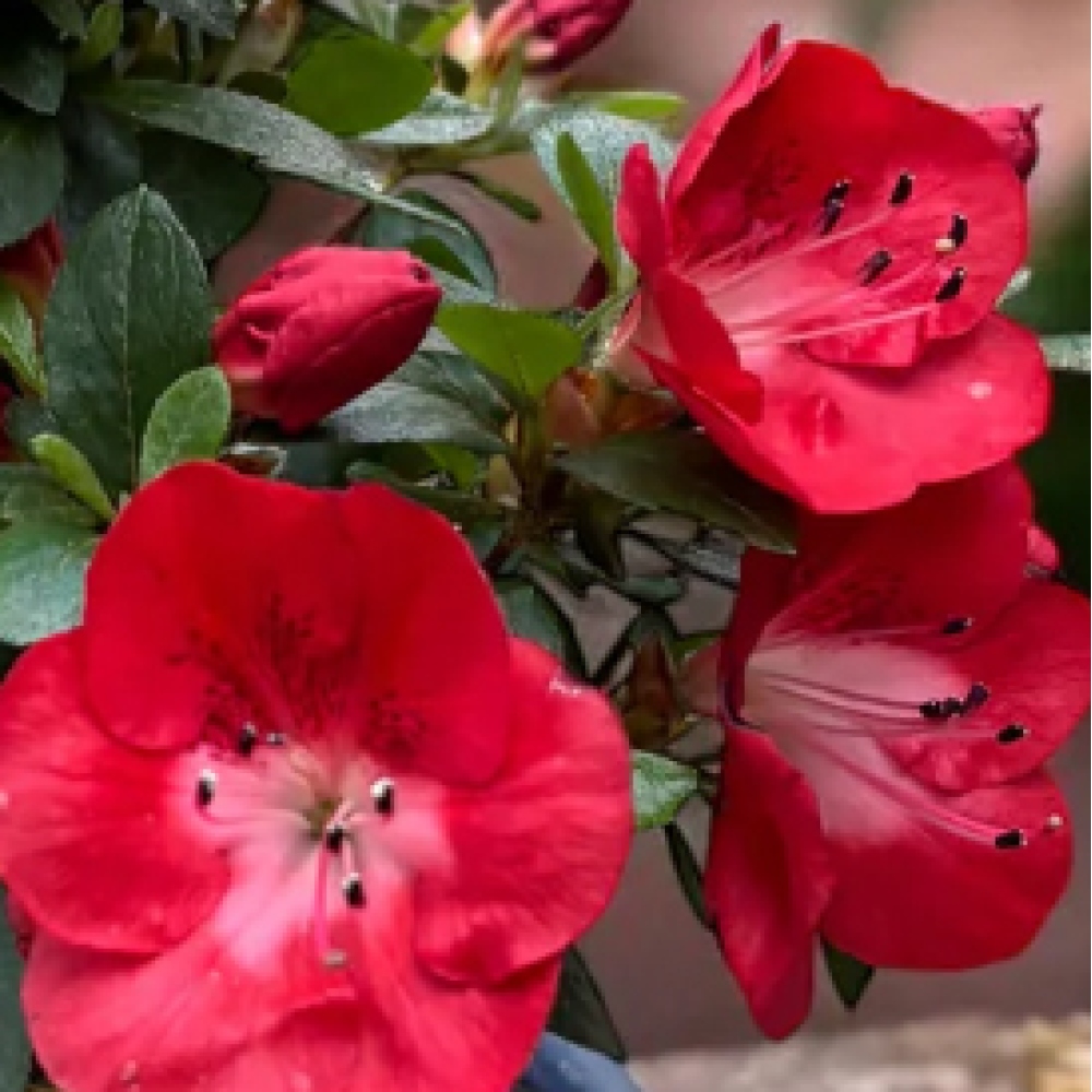 Bonsai für draußen - Japanische Azalee - Azalea Benibeni