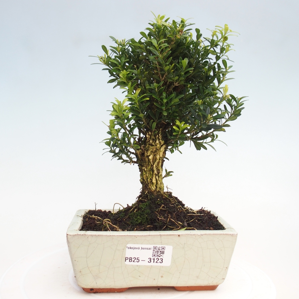 Zimmer Bonsai - Buxus harlandii - Kork Buchsbaum