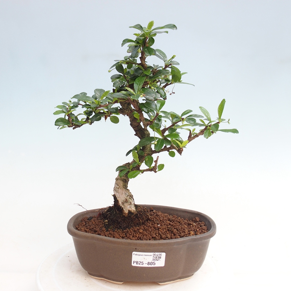 Zimmer Bonsai - Carmona macrophylla - Tea Fuki