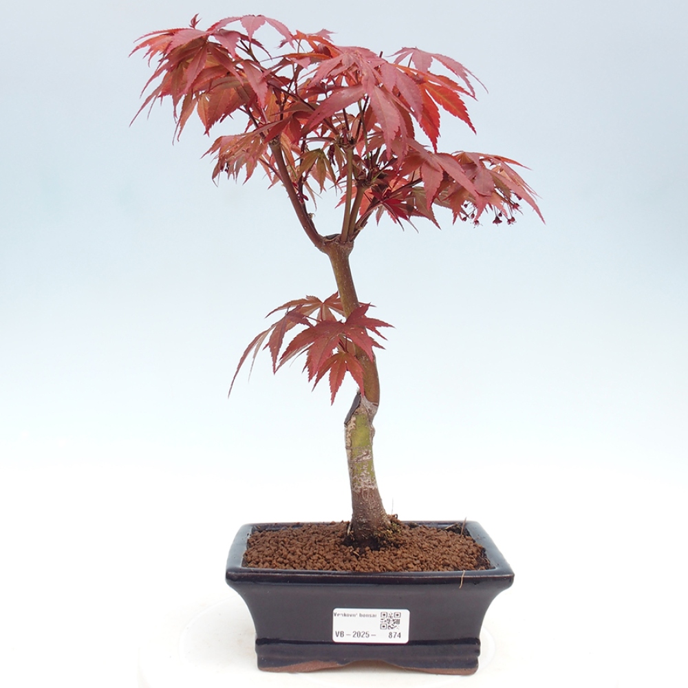 Bonsai im Freien - Acer-Palme. Atropurpureum-Palmenblatt-Ahorn