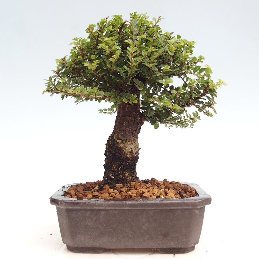 Bonsai im Freien - Ulmus parvifolia Hokkaido - Chinesische Ulme