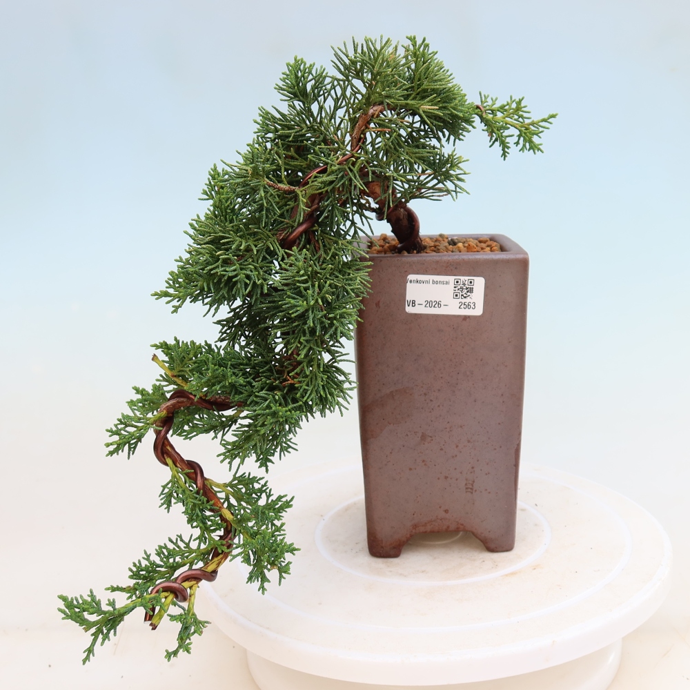 Bonsai für draußen - Juniperus chinensis Kishu
