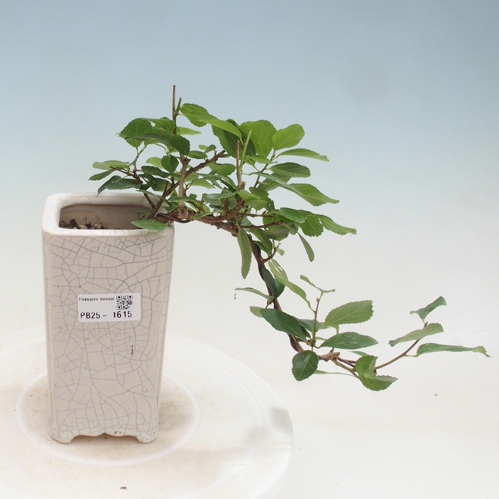 Zimmerbonsai - Grewia occidentalis - Lavendelstern