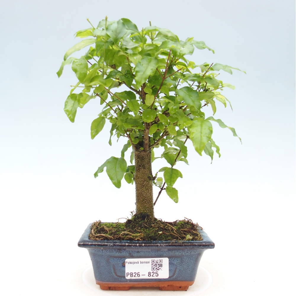 Zimmer Bonsai -Ligustrum chinensis - Vogelschnabel