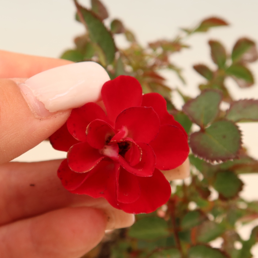 Bonsai für draußen - Rosa Kordes - Rose