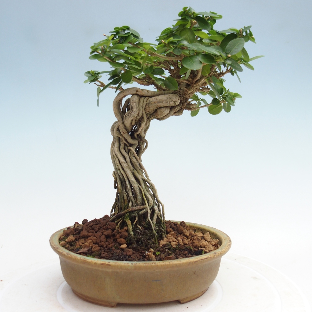 Zimmerbonsai - Premna serratifolia - Kozlovna malolista