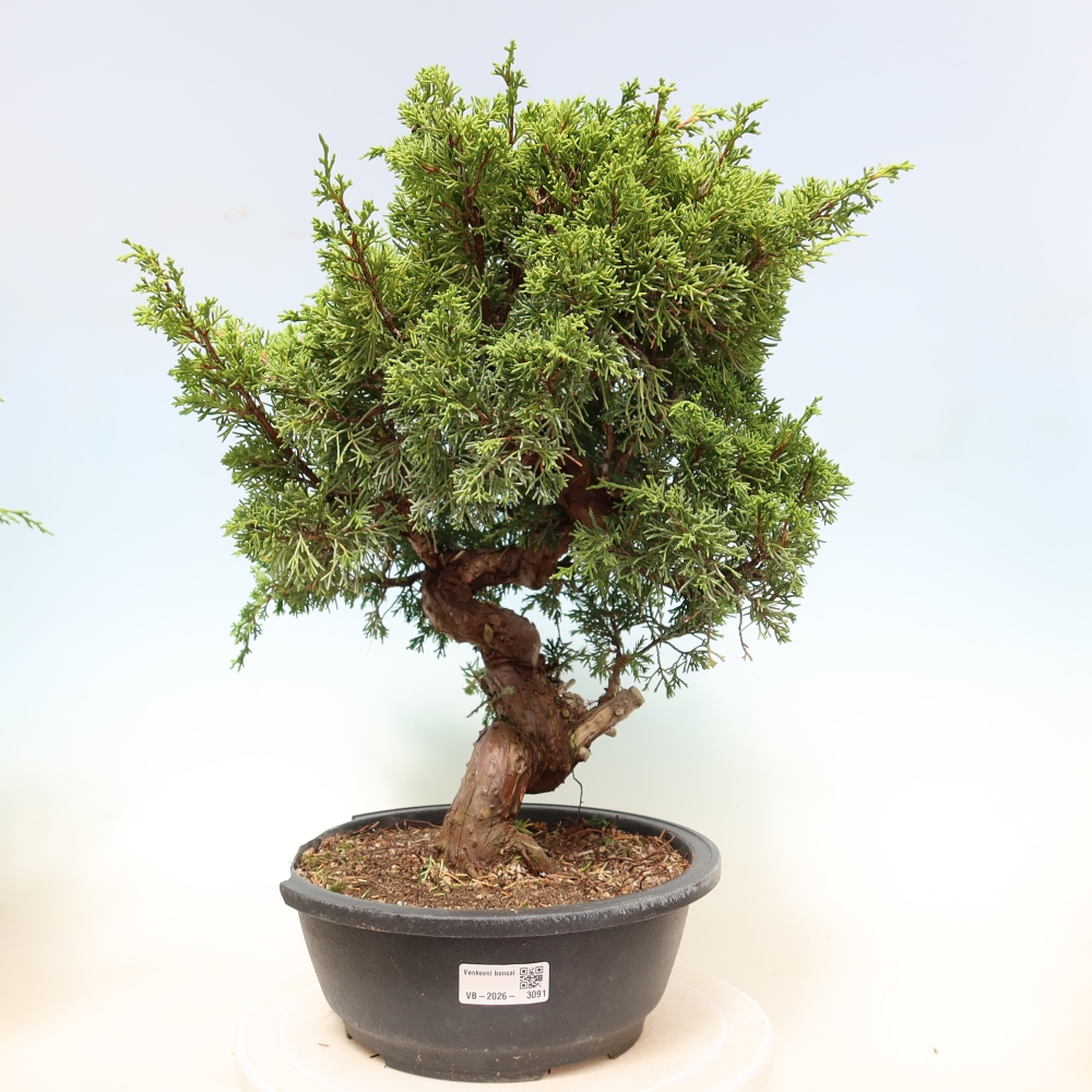 Bonsai für draußen - Juniperus chinensis Itoigawa-Juniperus chinensis