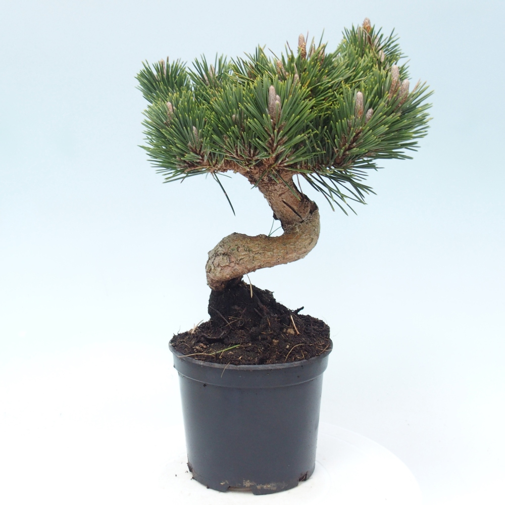 Bonsai für draußen - Pinus thunbergii senjyumaru - Thunberg-Kiefer