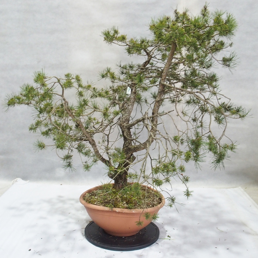 Yamadori - Pinus sylvestris 