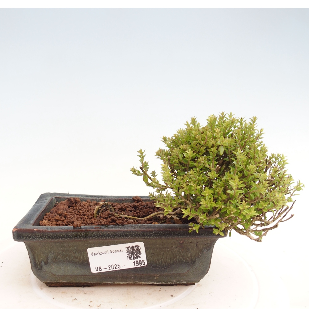 Bonsai im Freien - Lonicera nitida Twiggy - Geißblatt