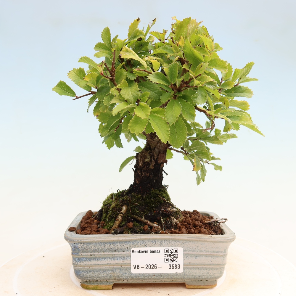 Bonsai für draußen - Zelkova - Zelkova NIRE