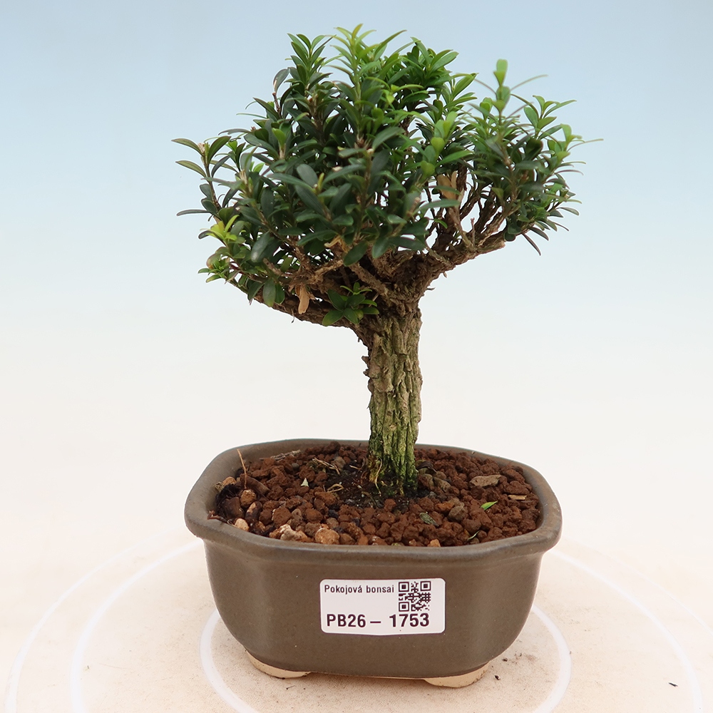 Zimmer Bonsai - Buxus harlandii - Korkbuxus