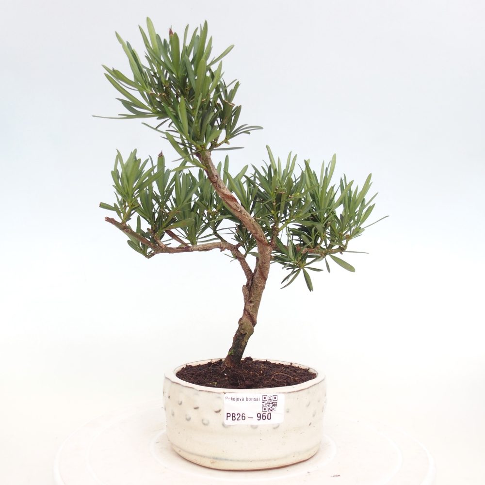 Zimmerbonsai - Podocarpus - Stein-Eibe