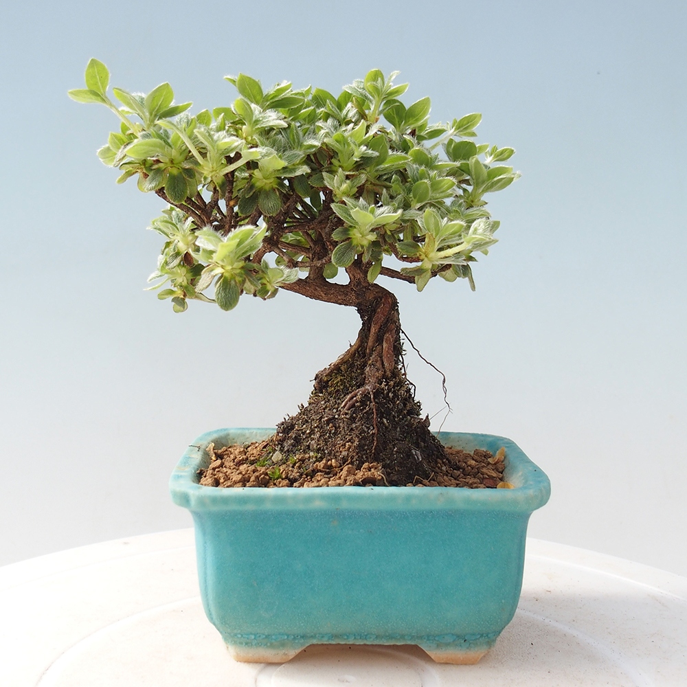 Outdoor-Bonsai - Rododendron indicum - Japanische Azalee