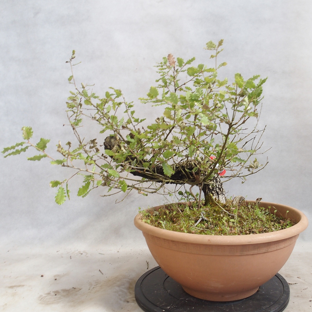 Freilandbonsai Quercus Cerris - Eiche Cer