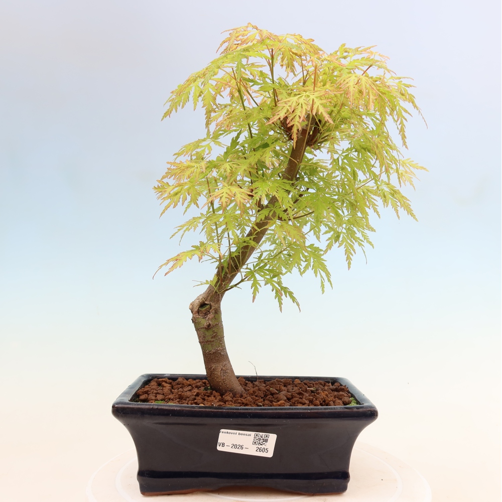 Bonsai für draußen - Acer palmatum Dissectum