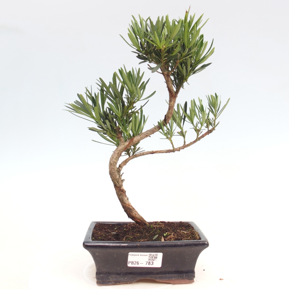 Zimmerbonsai - Podocarpus - Stein-Eibe