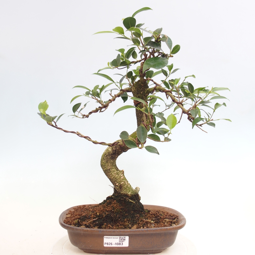 Zimmerbonsai - Ficus retusa - Kleinblättriger Ficus