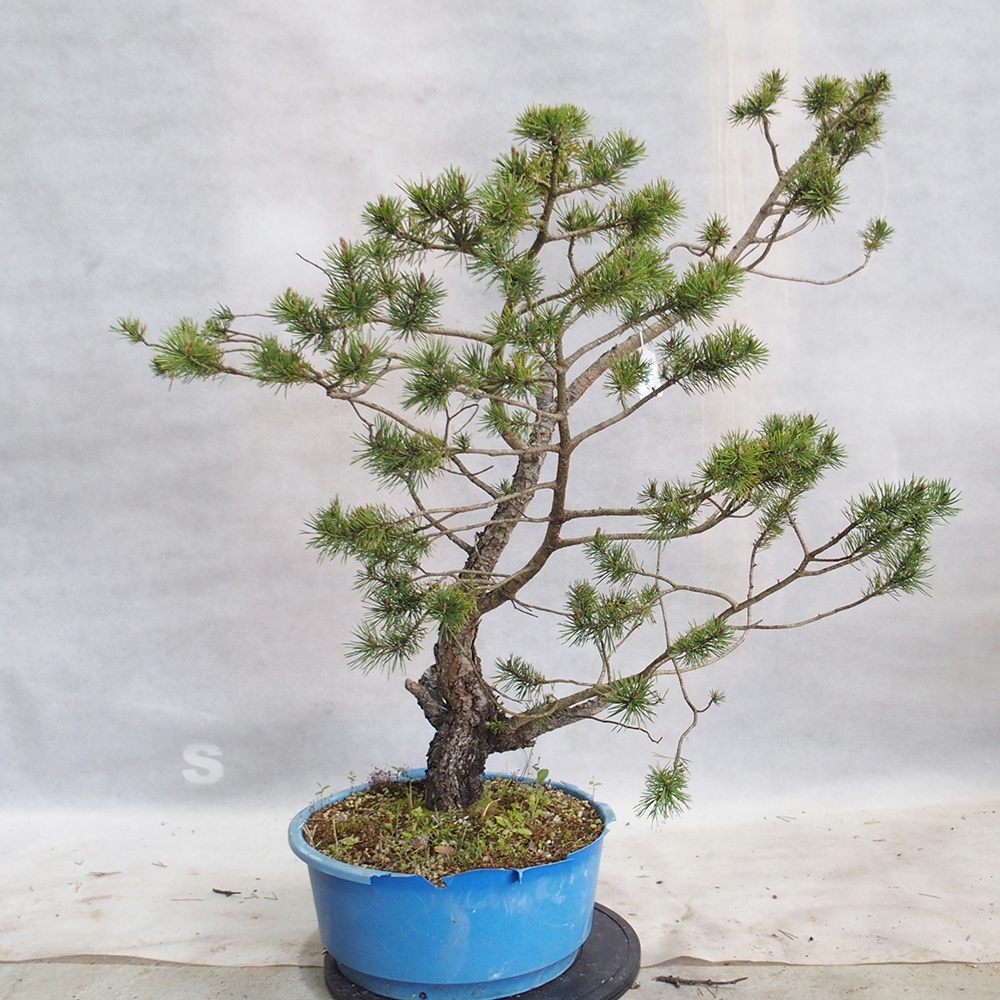 Yamadori - Pinus sylvestris 